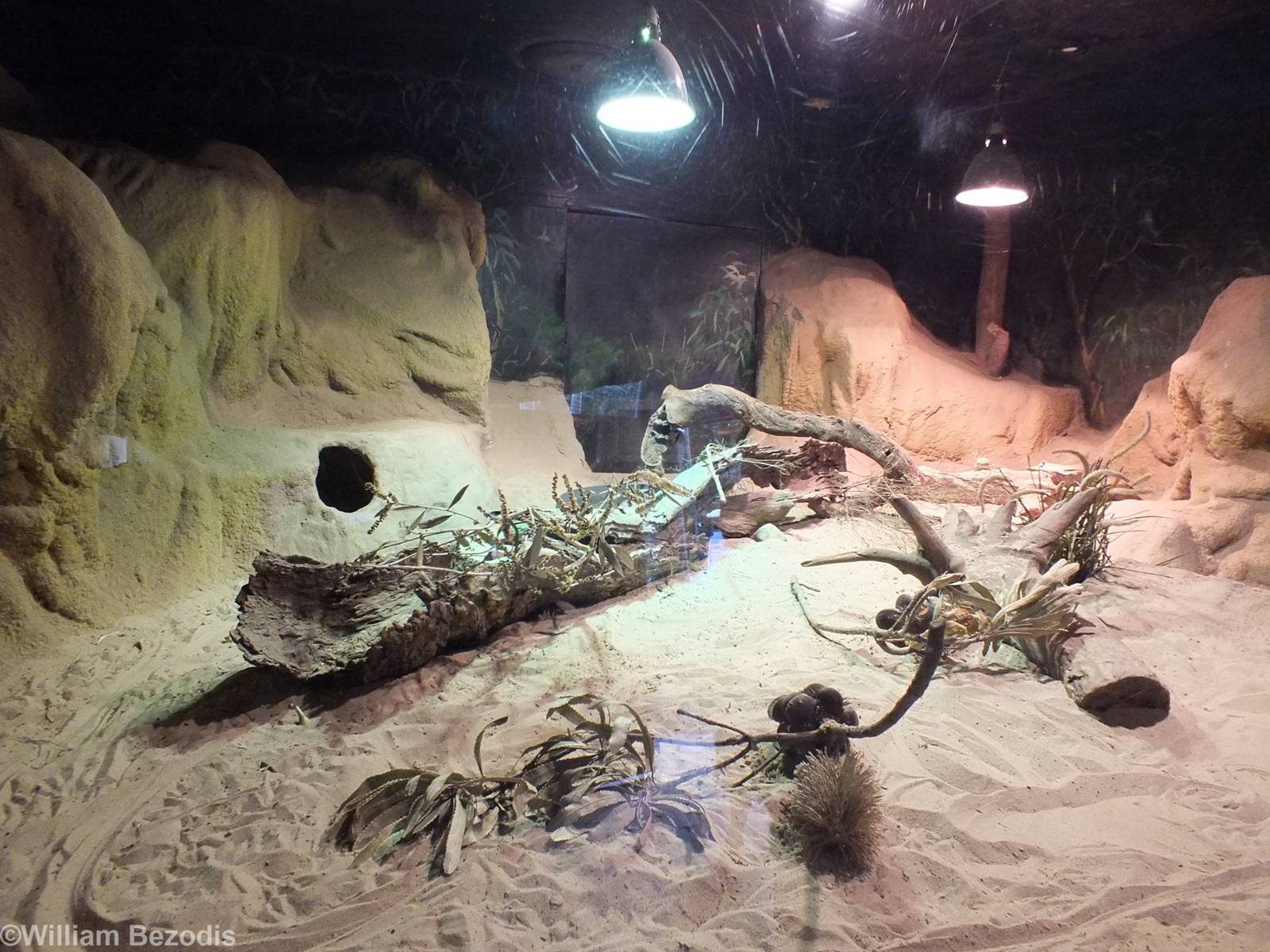 Perentie Enclosure