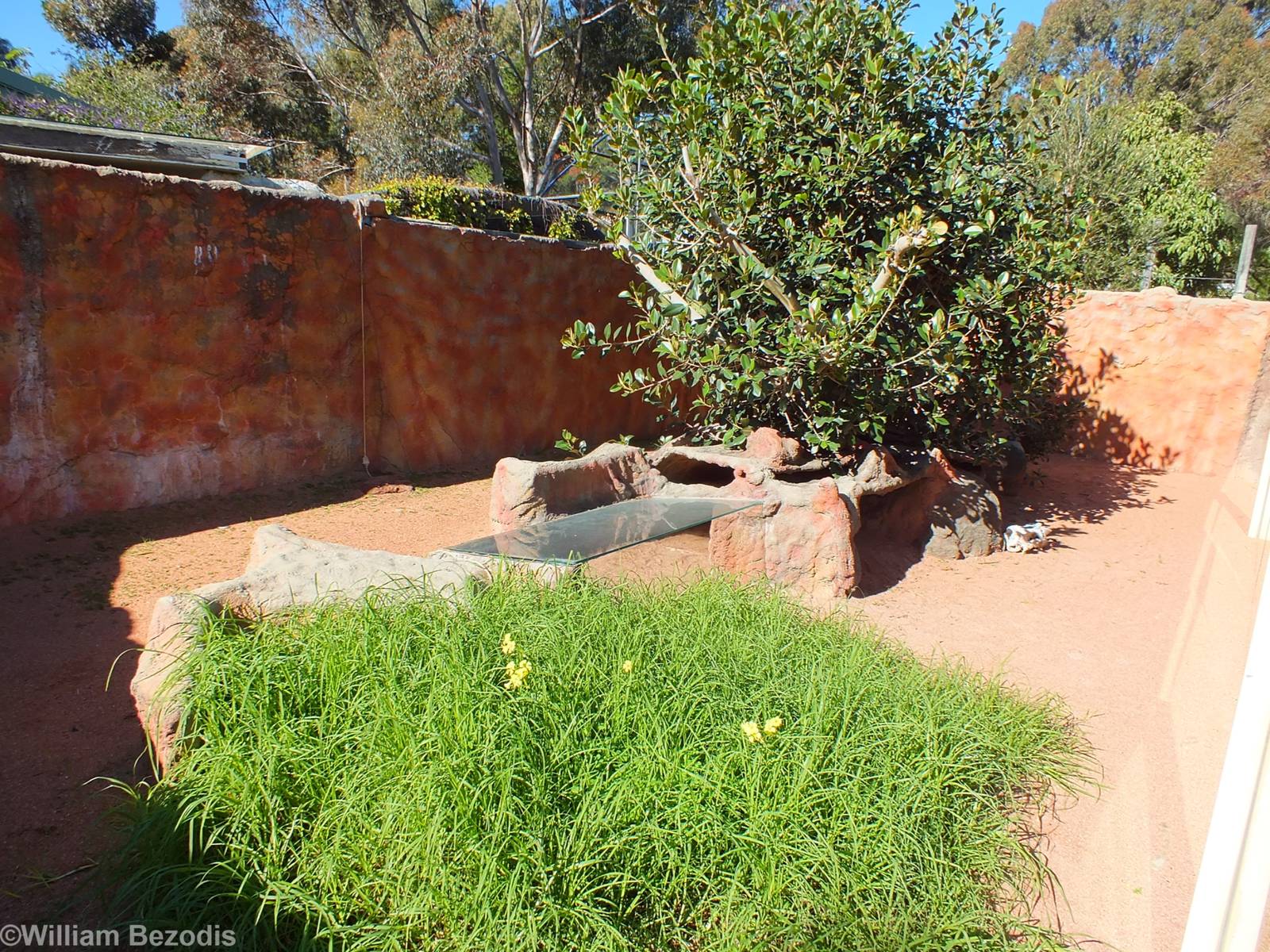 Perentie Enclosure