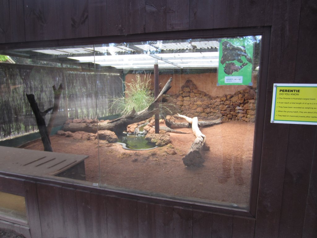Perentie enclosure