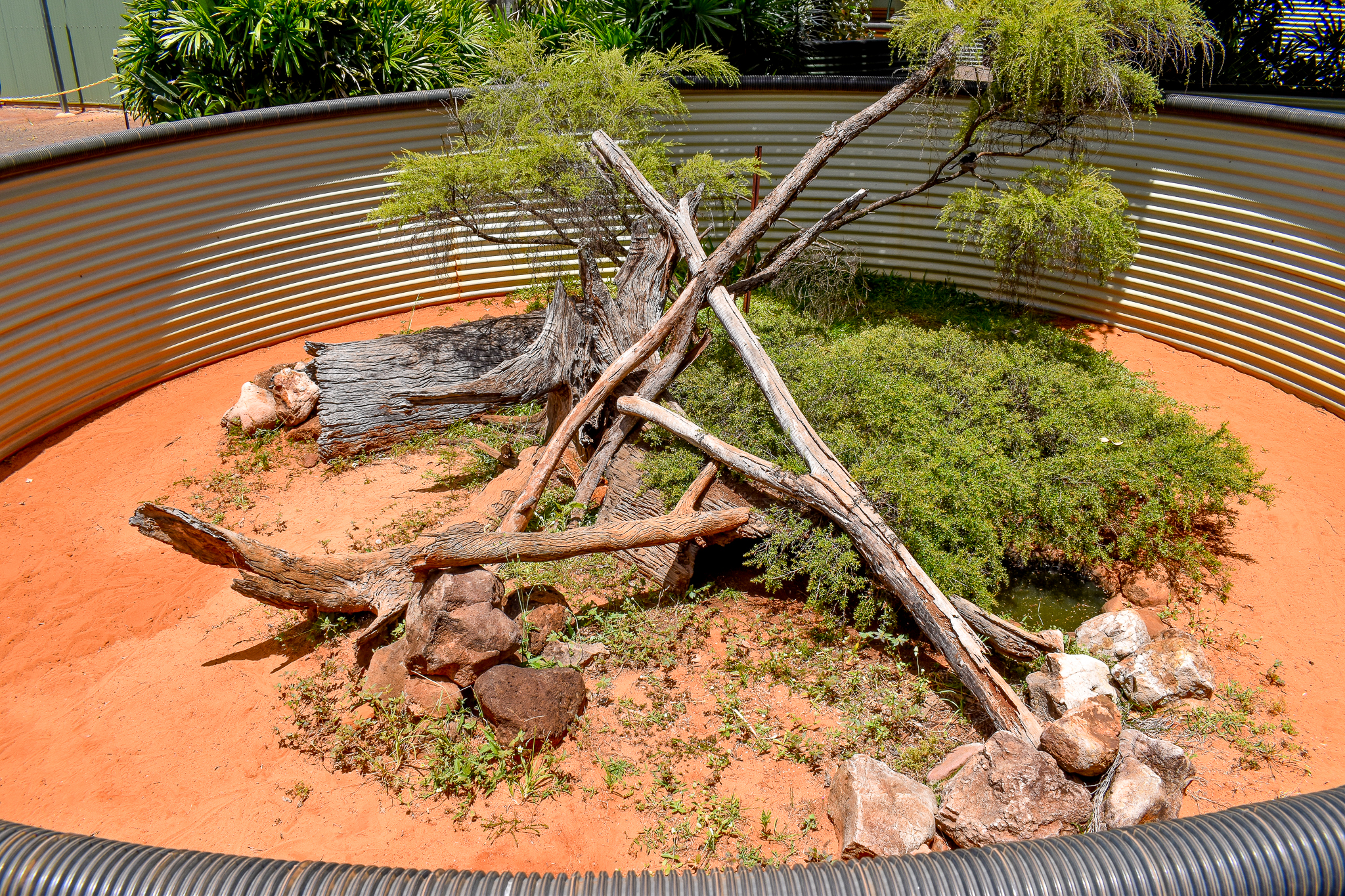 Perentie Enclosure