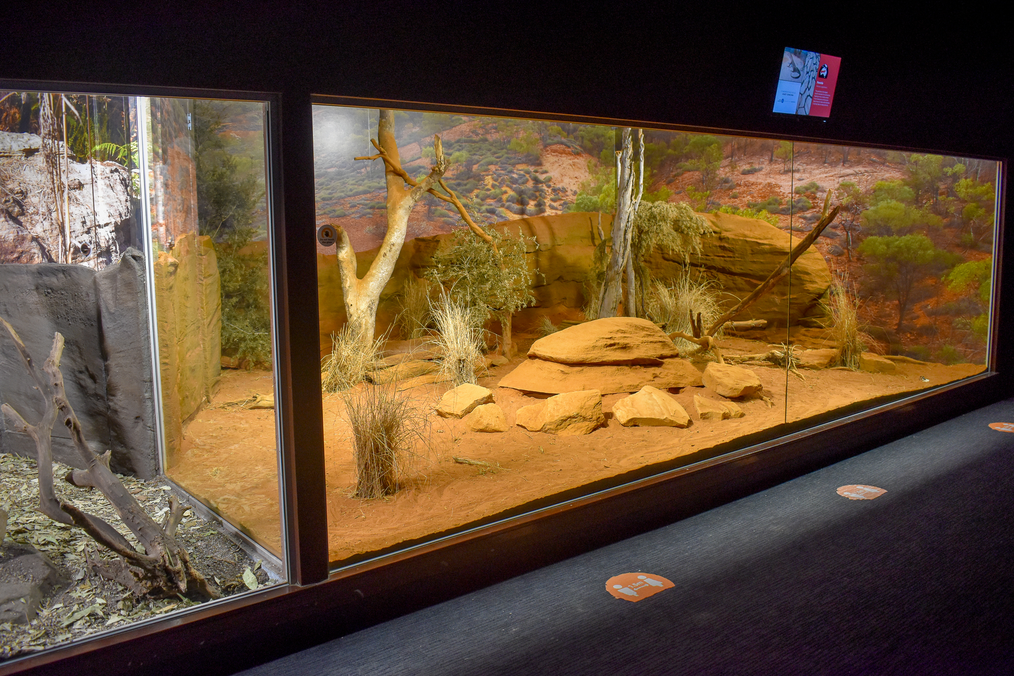 Perentie Enclosure