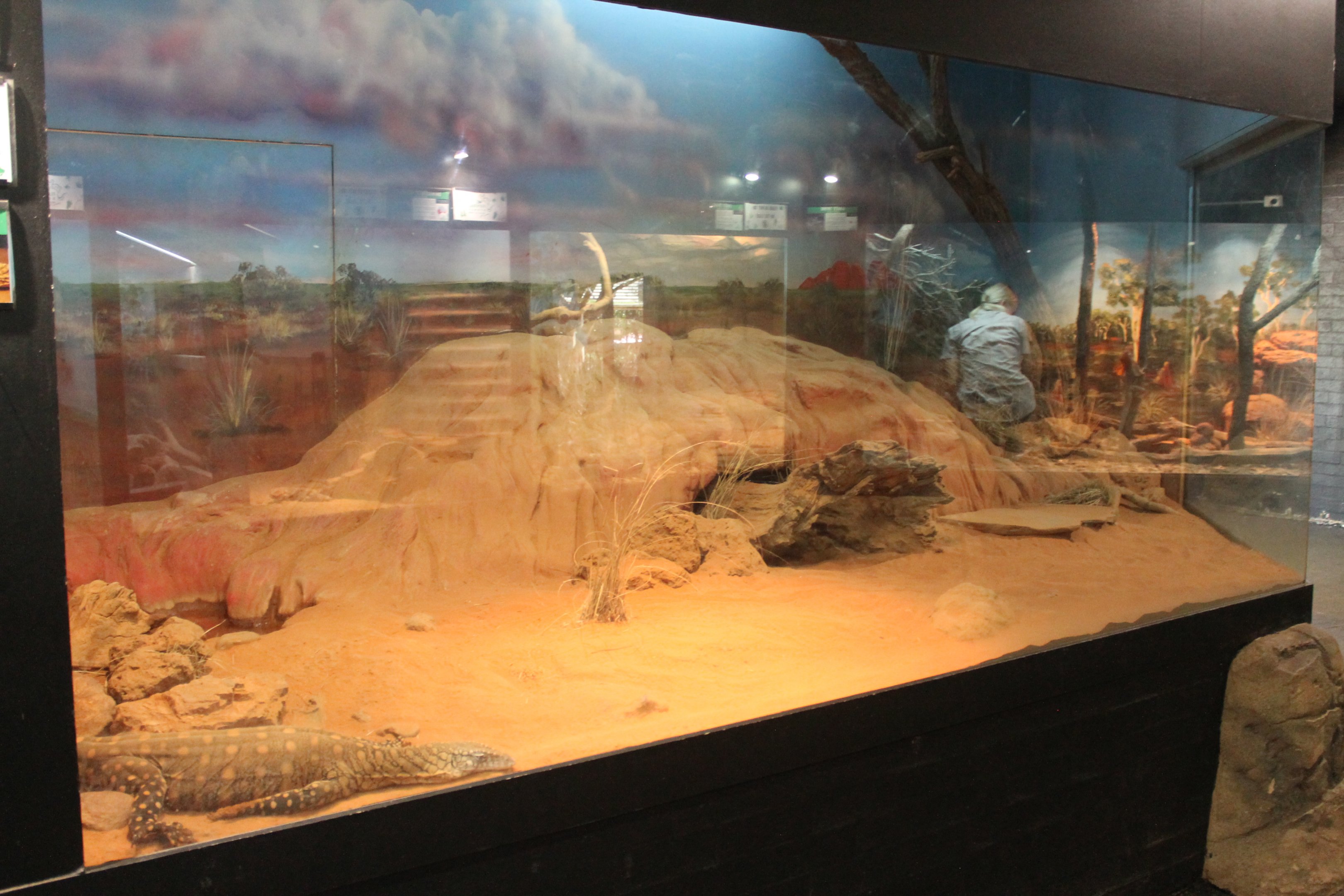 Perentie enclosure
