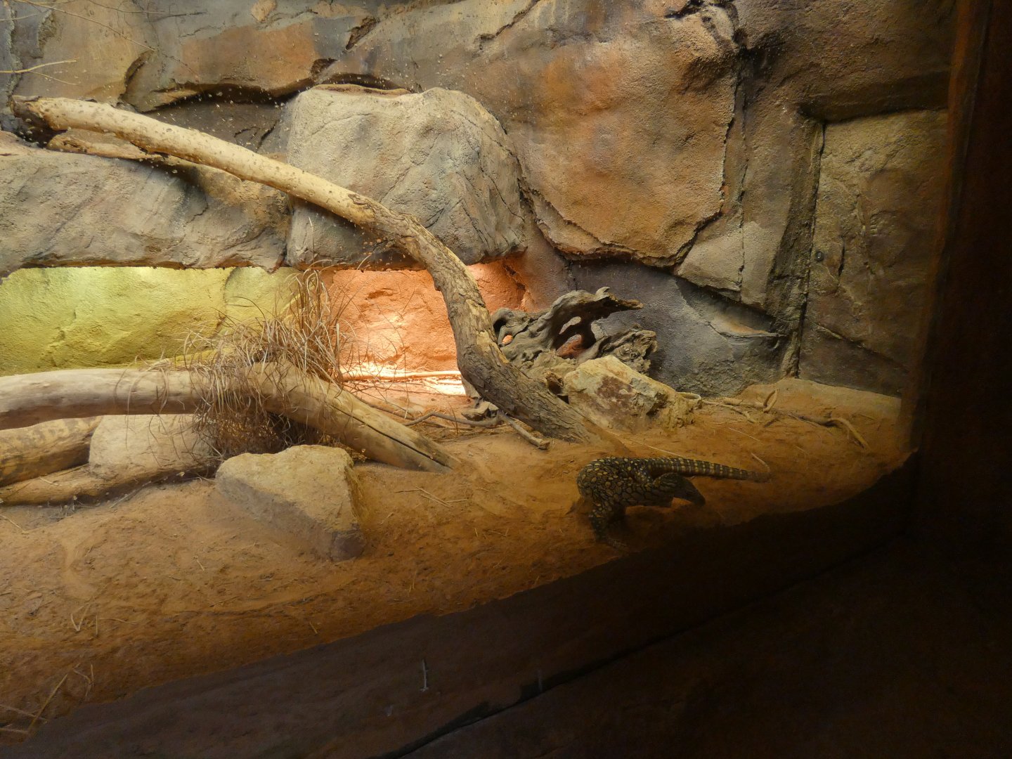 Perentie Exhibit, The Red Center, Desert Dome - Jun. 2021