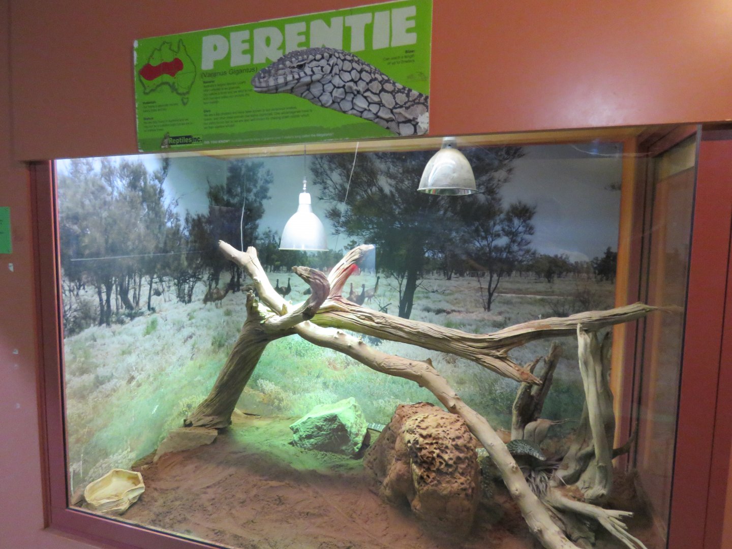 Perentie Exhibit