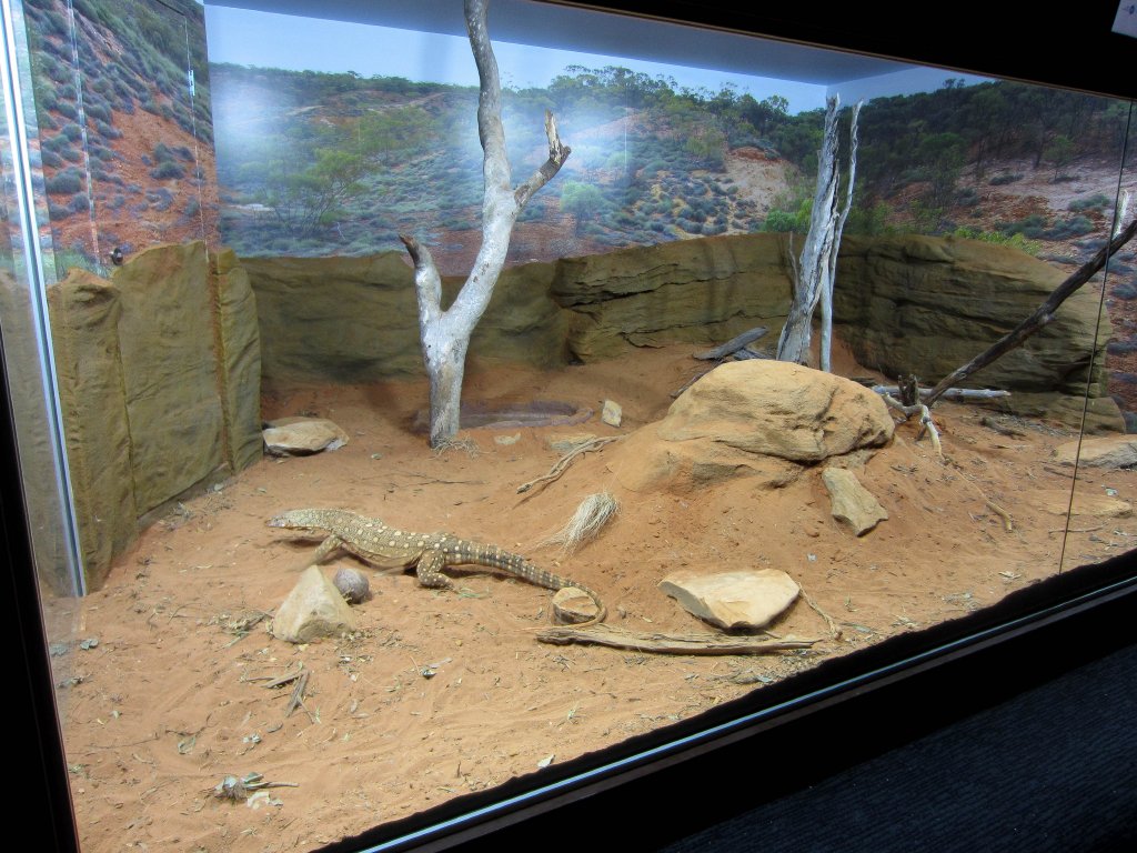 Perentie Exhibit