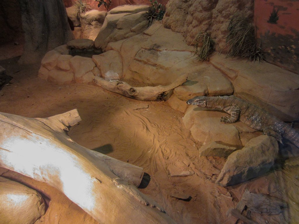 Perentie exhibit
