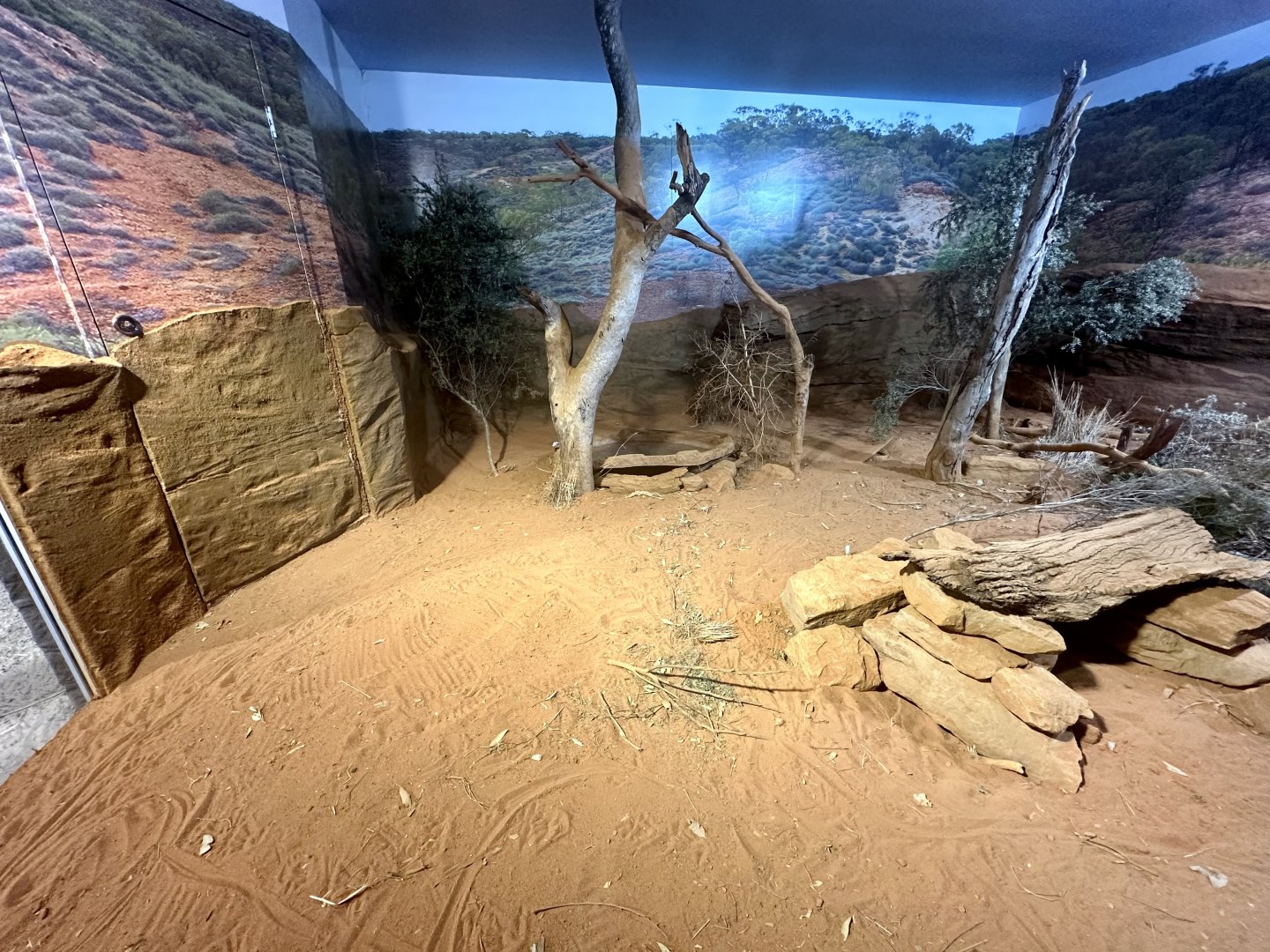 Perentie Exhibit