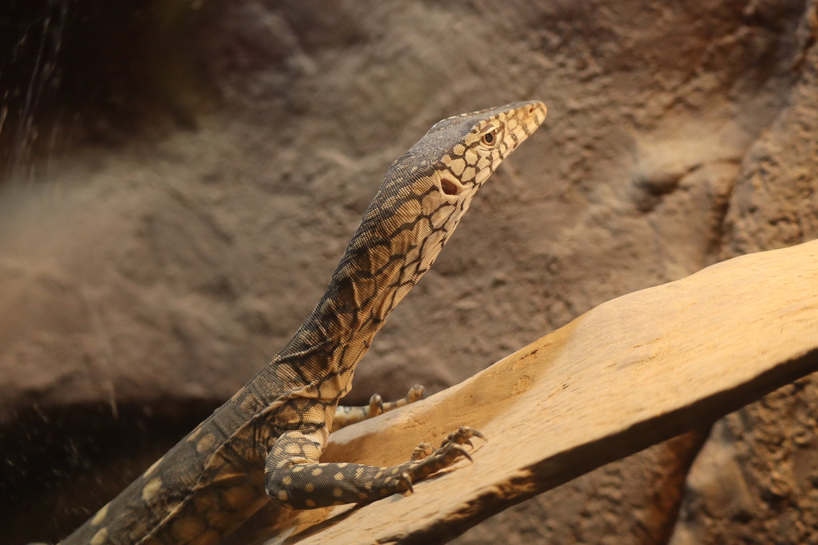 Perentie Hatchling