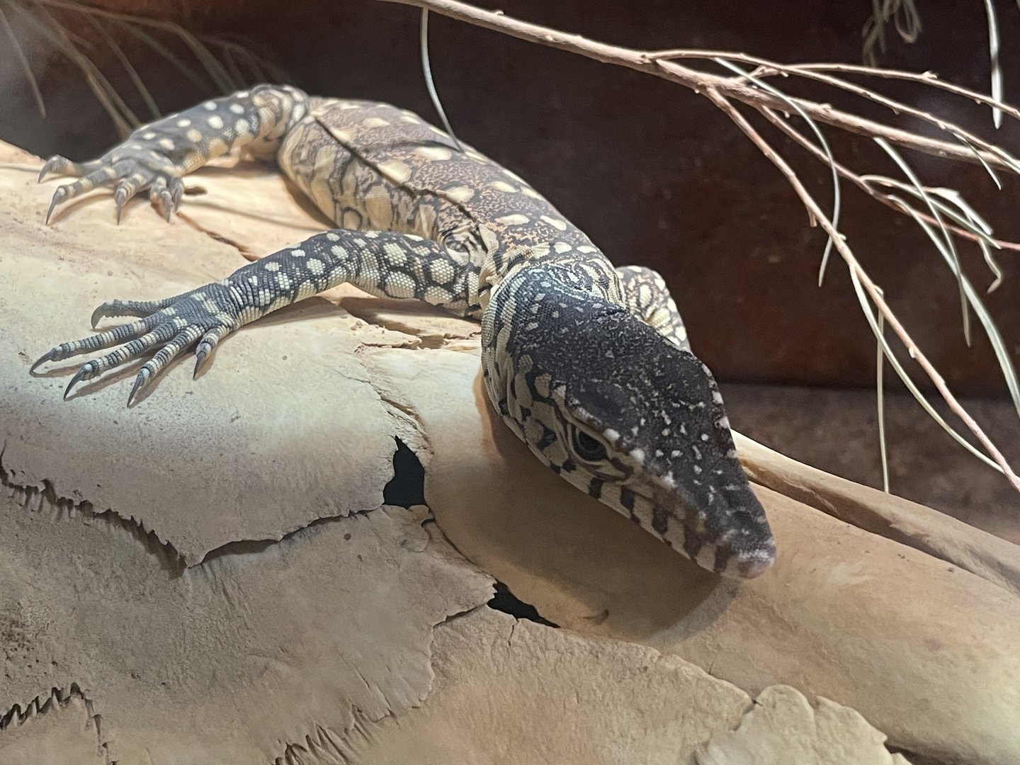 Perentie Juvenile