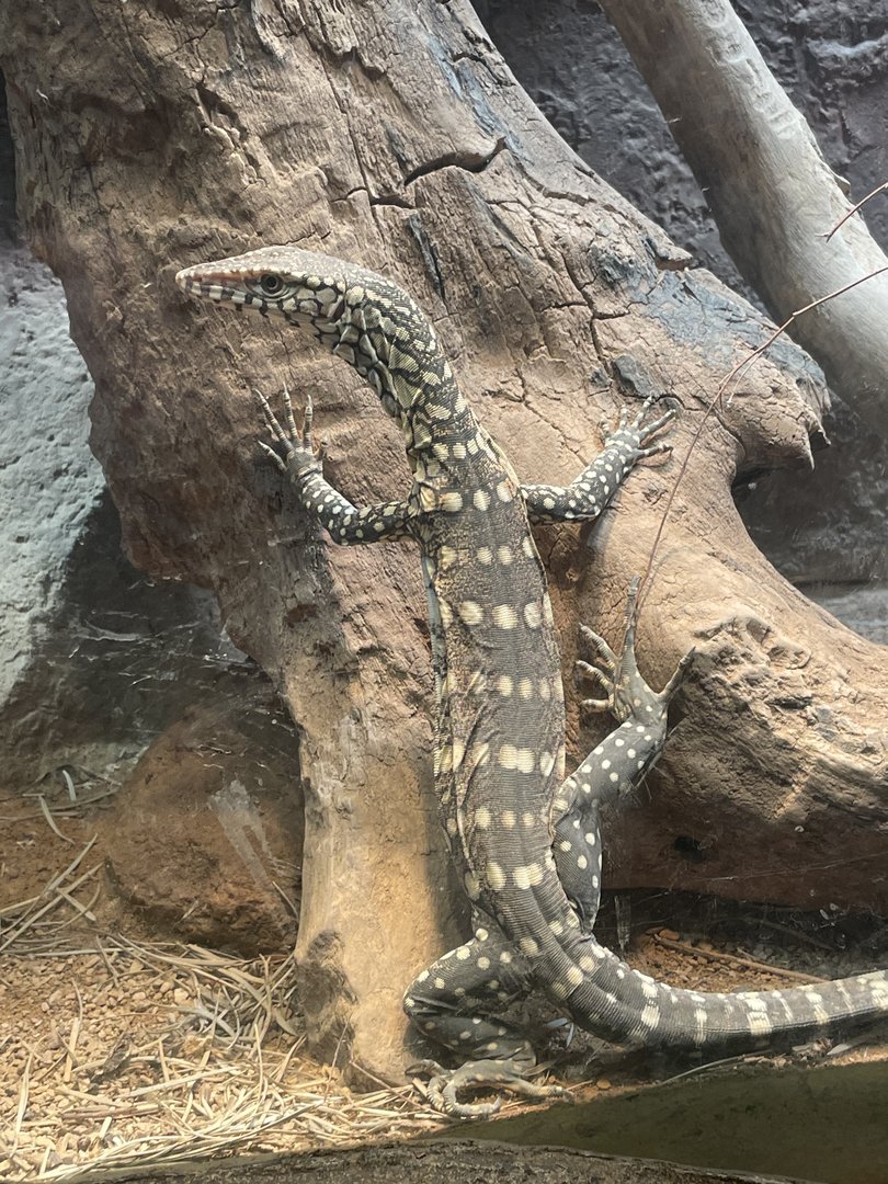 Perentie Juvenile