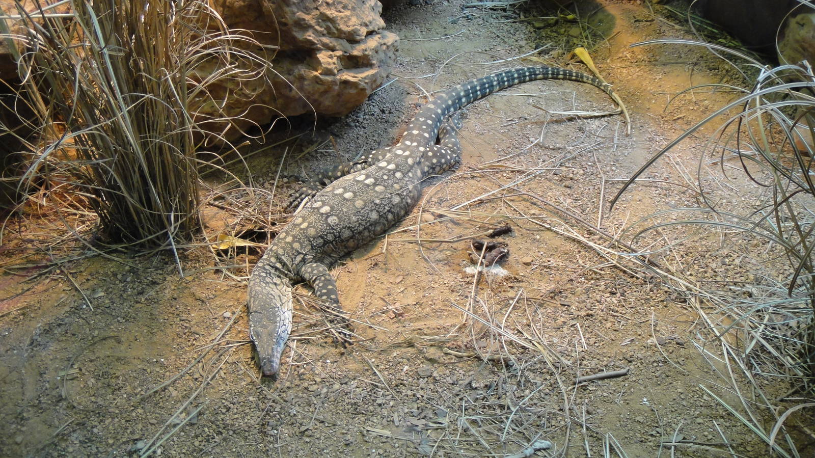 Perentie Monitor at Dallas zoo 2015-03-12