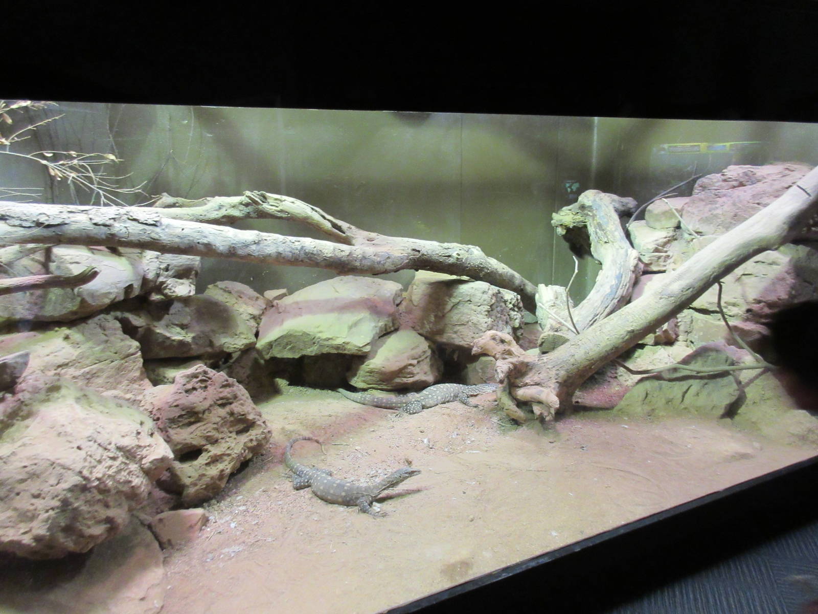 Perentie Monitor Exhibit