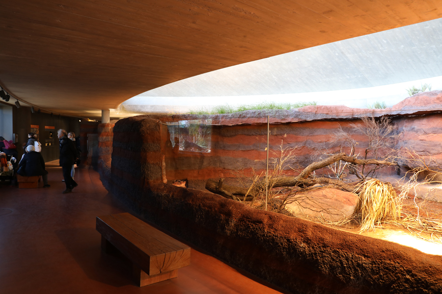 Perentie monitor exhibit