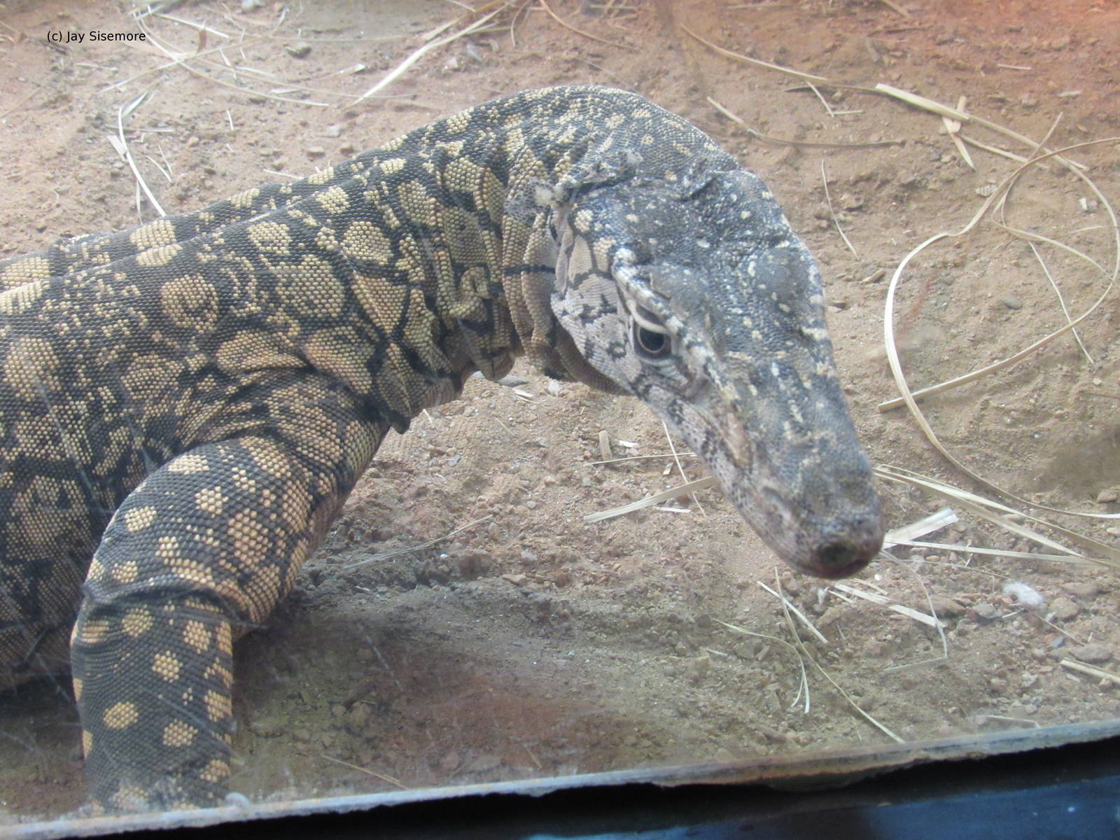 Perentie Monitor