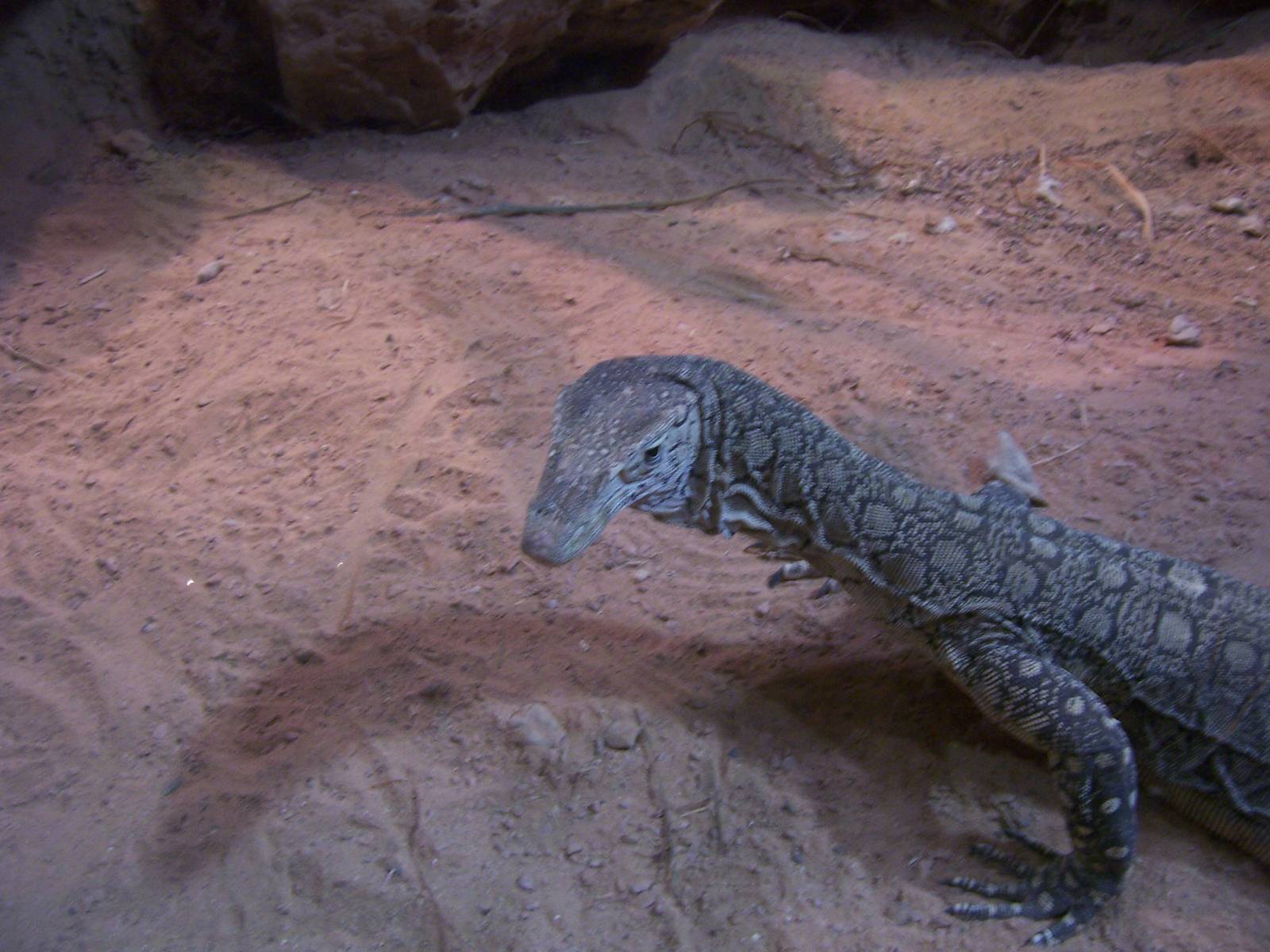 Perentie Monitor