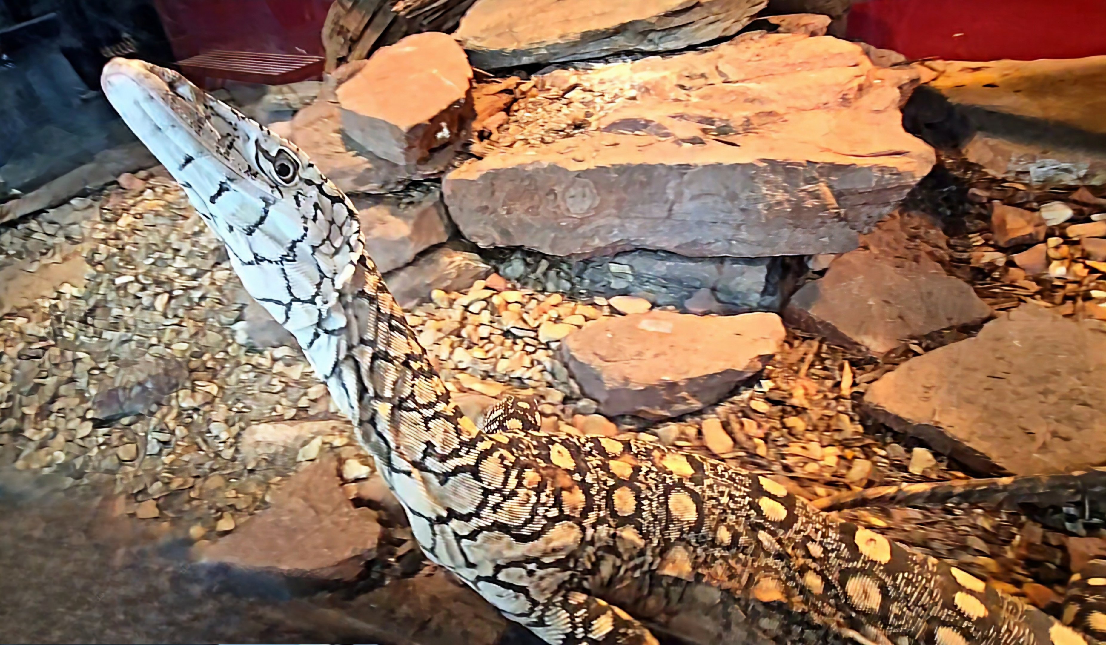 Perentie-Reptile Gardens