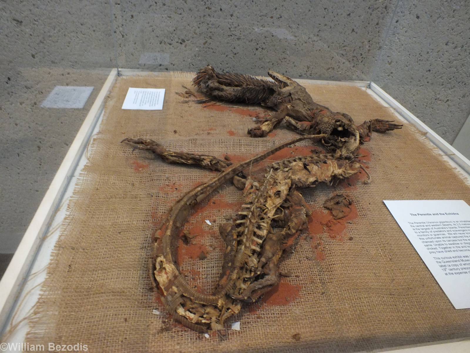 Perentie Swallowing an Echidna - Queensland Museum
