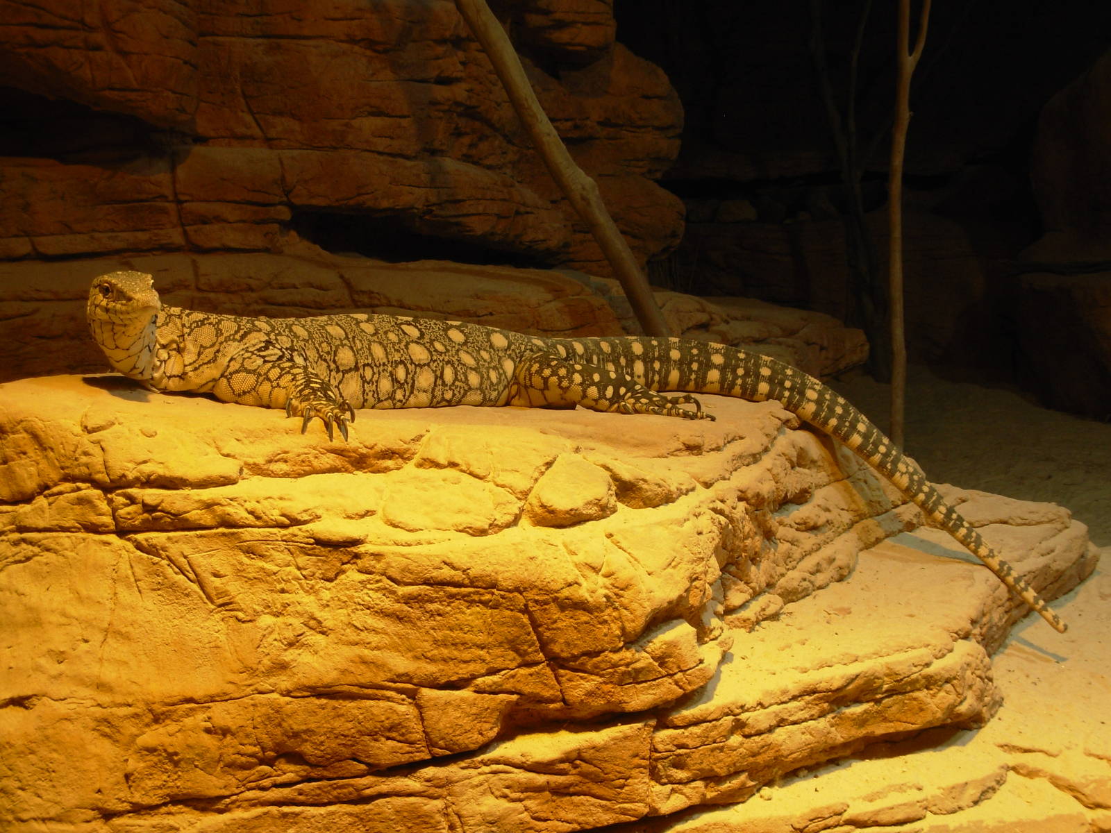 Perentie - Sydney Wildlife World
