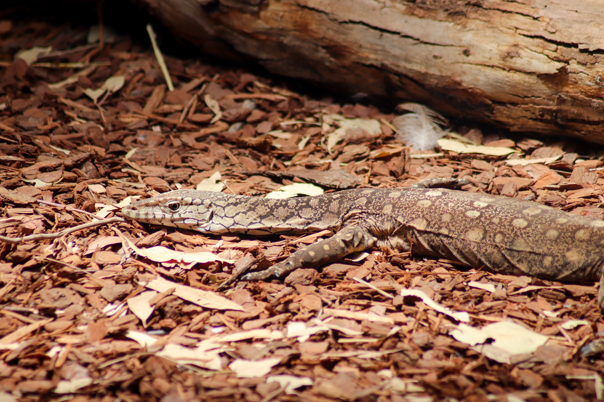 Perentie (Varanus giganteus) - February 2020