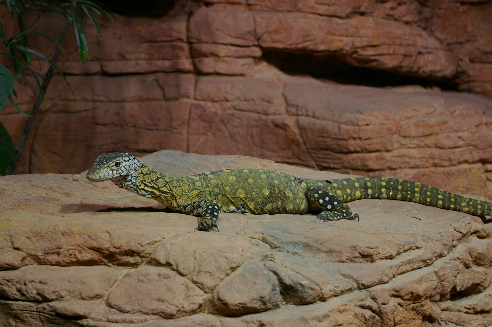 Perentie (Varanus giganteus)