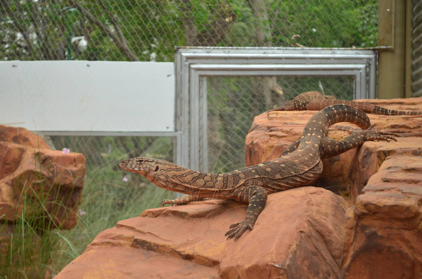 Perentie (Varanus giganteus)