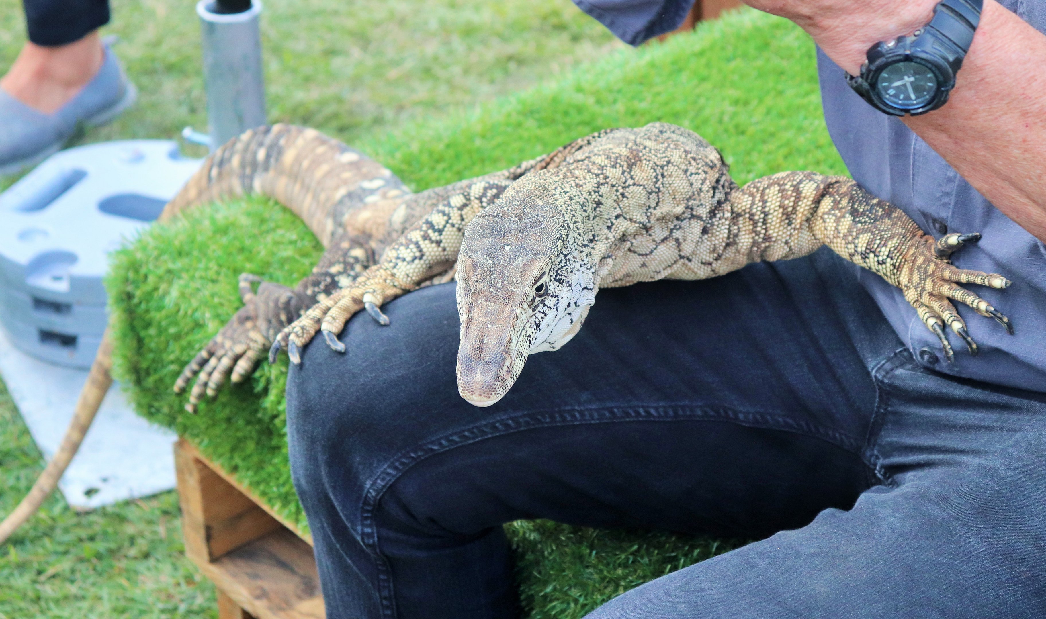 Perentie (Varanus giganteus)