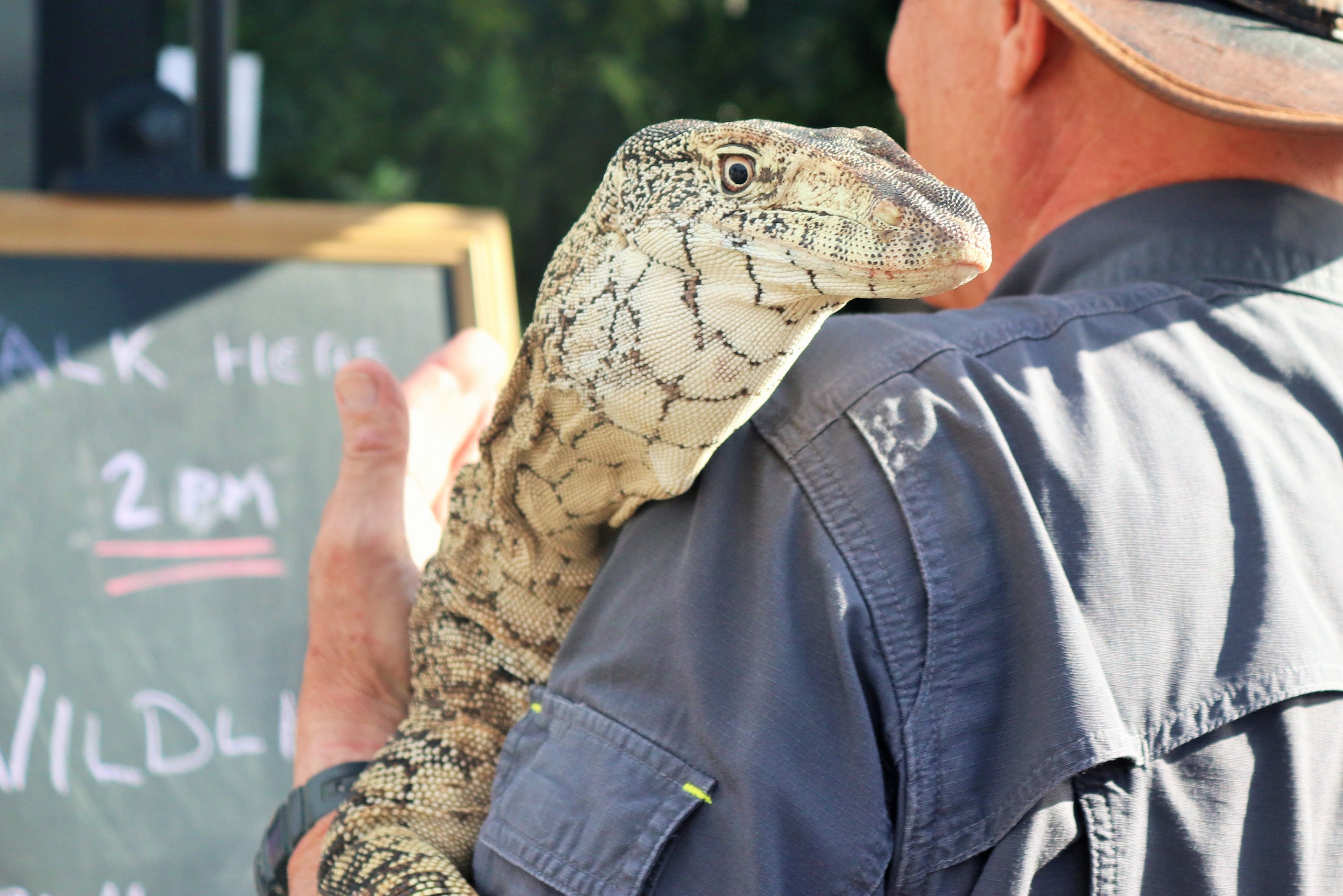 Perentie (Varanus giganteus)