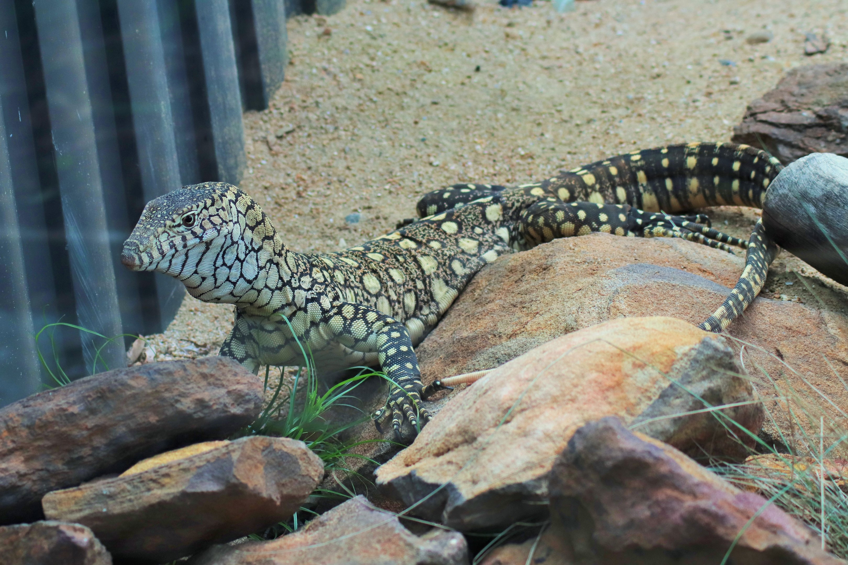 Perentie (Varanus giganteus)