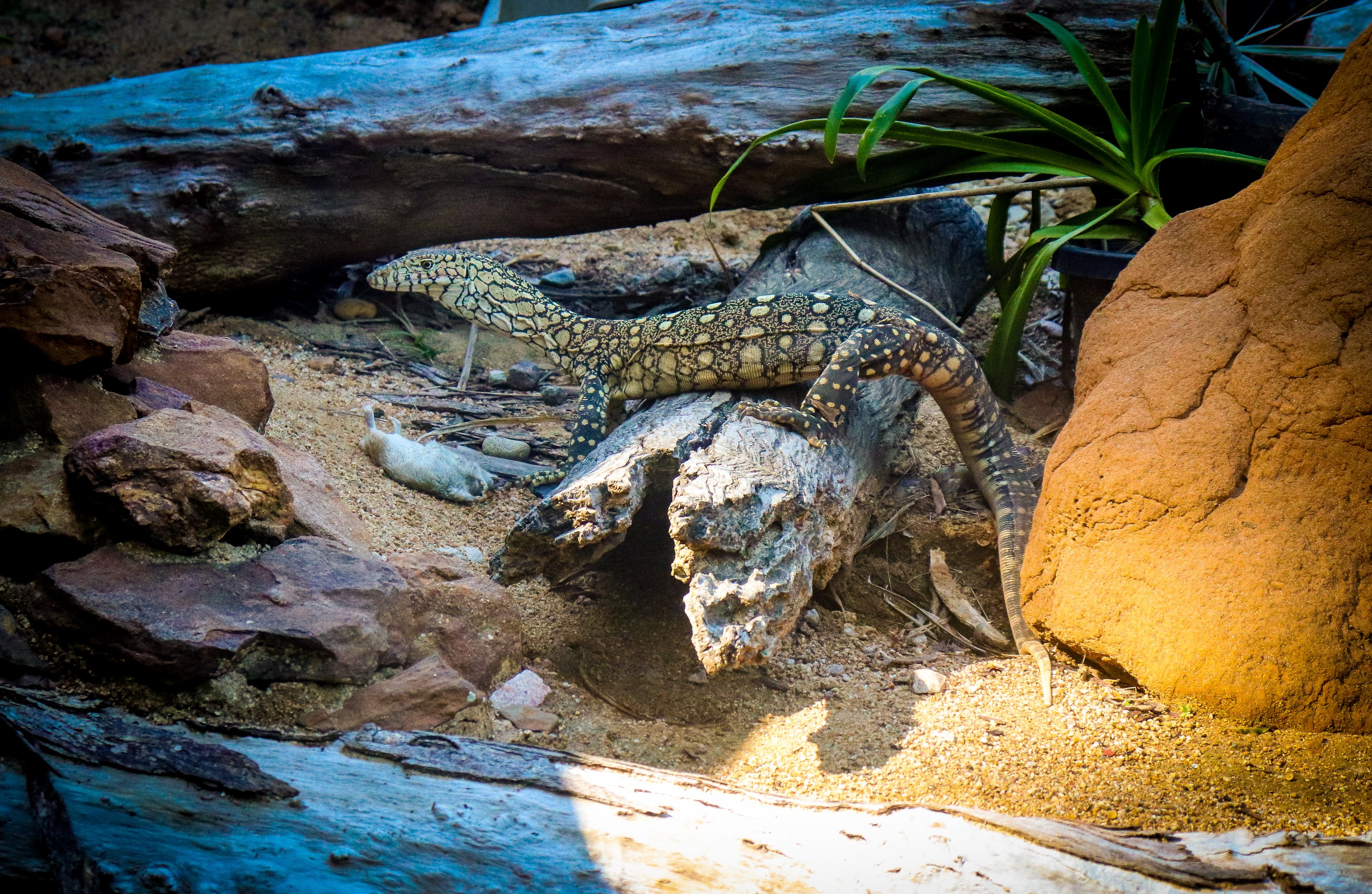 Perentie (Varanus giganteus)