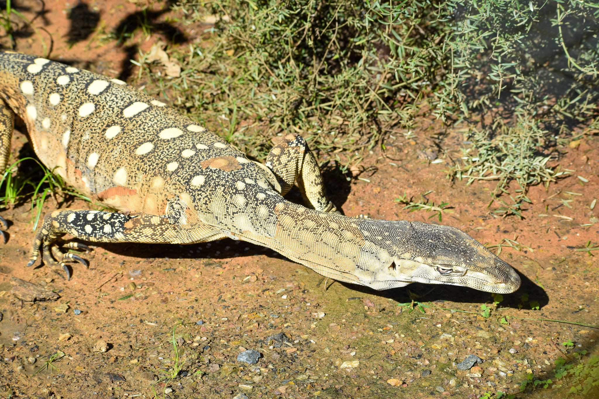Perentie (Varanus giganteus)