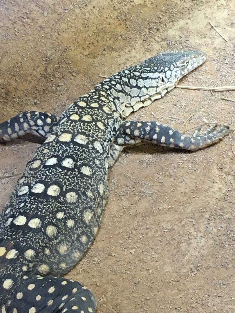 Perentie (Varanus giganteus)