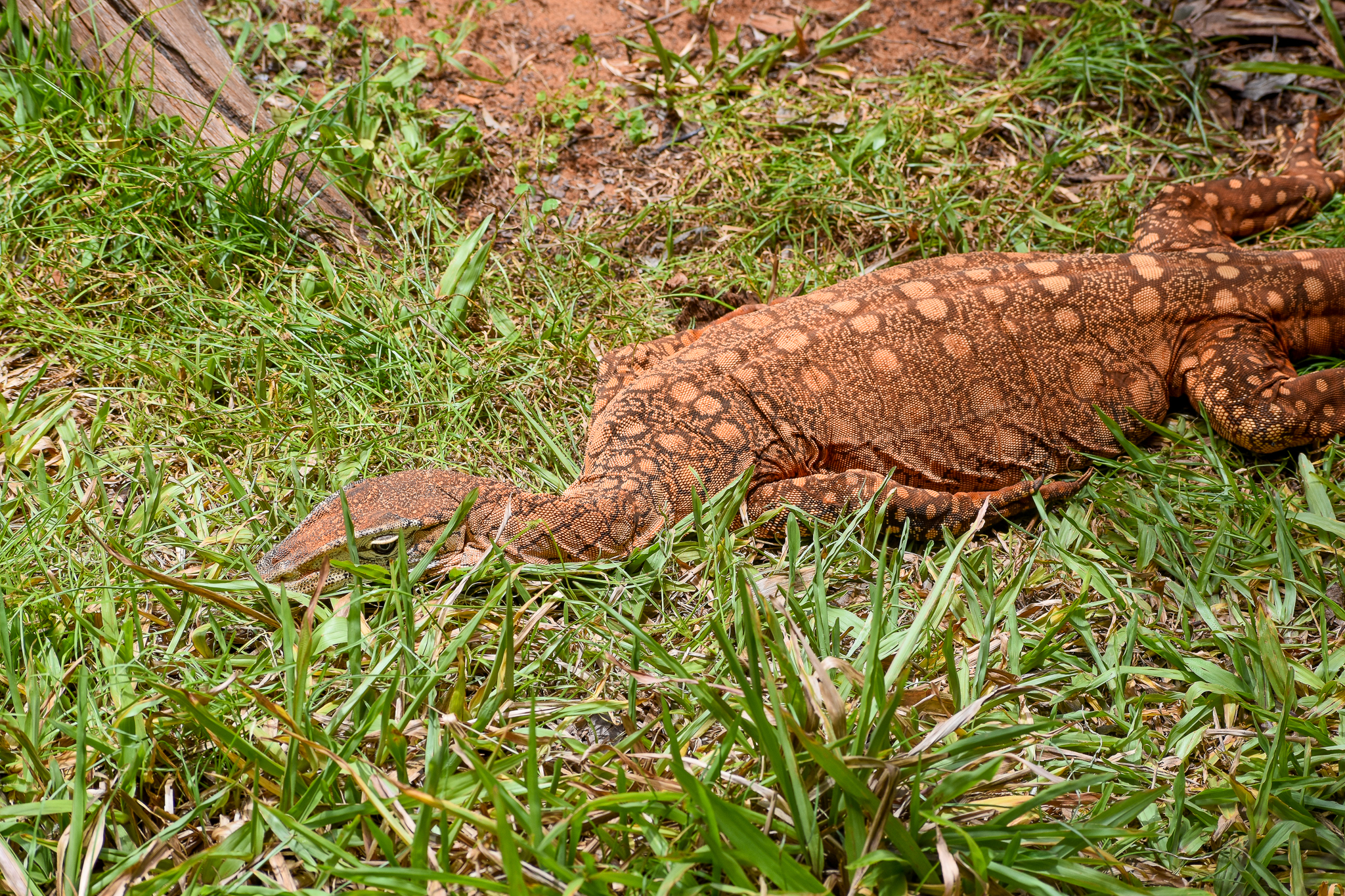 Perentie (Varanus giganteus)