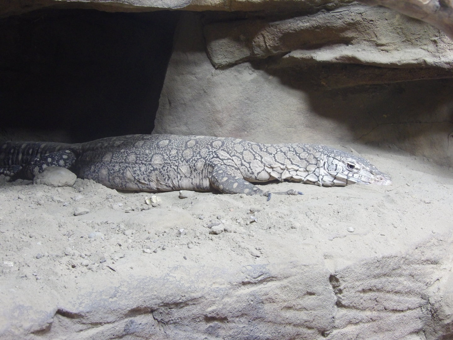 Perentie(Varanus giganteus)