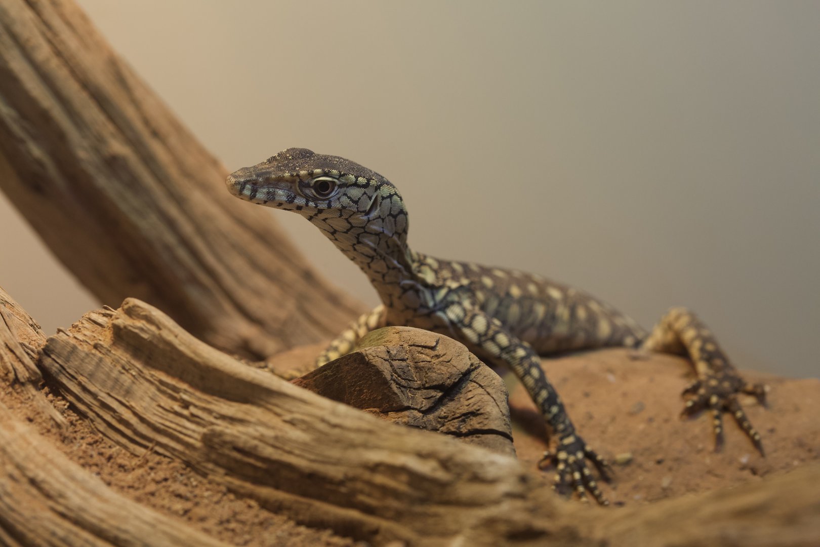 Perentie/ Varanus giganteus