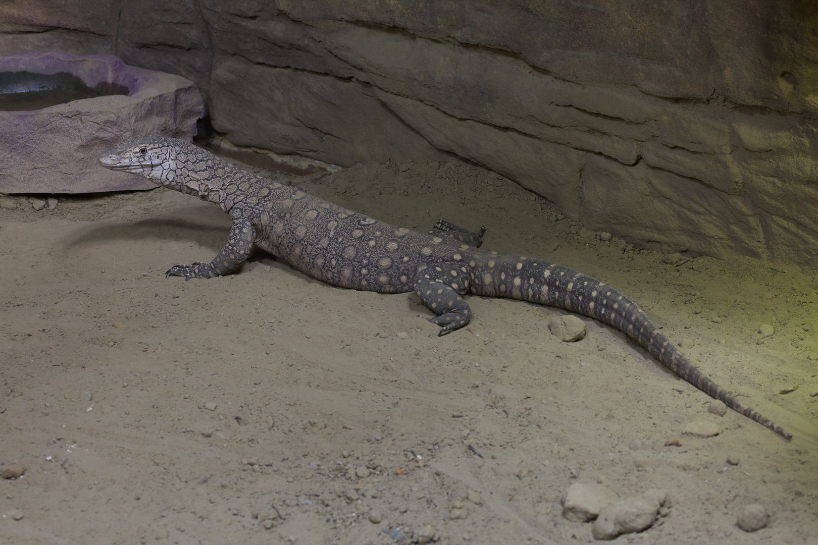 Perentie/ Varanus giganteus