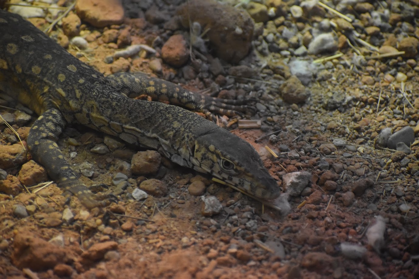 Perentie (Varanus giganteus)