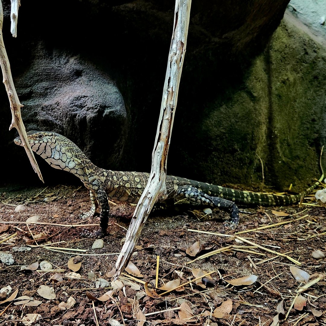 Perentie (Varanus giganteus)