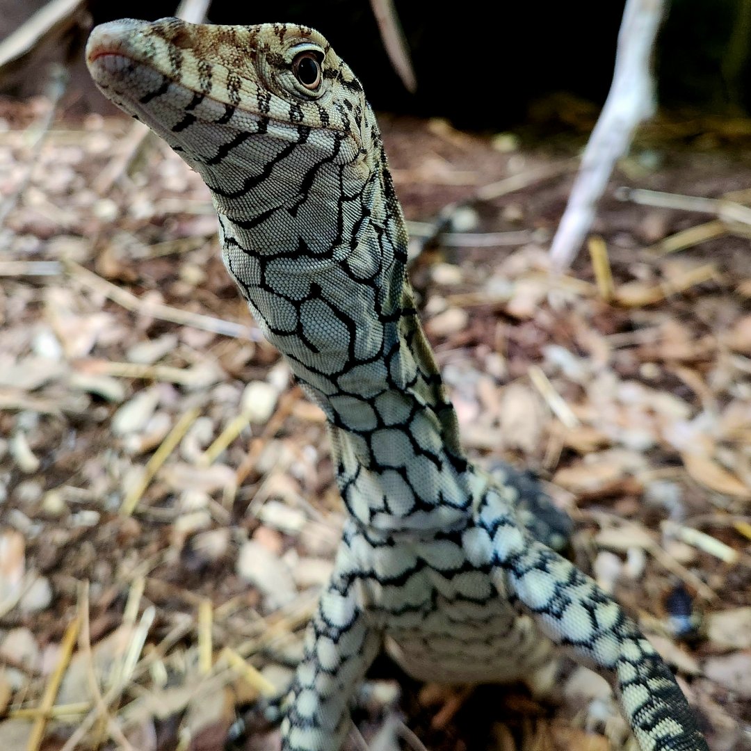 Perentie (Varanus giganteus)