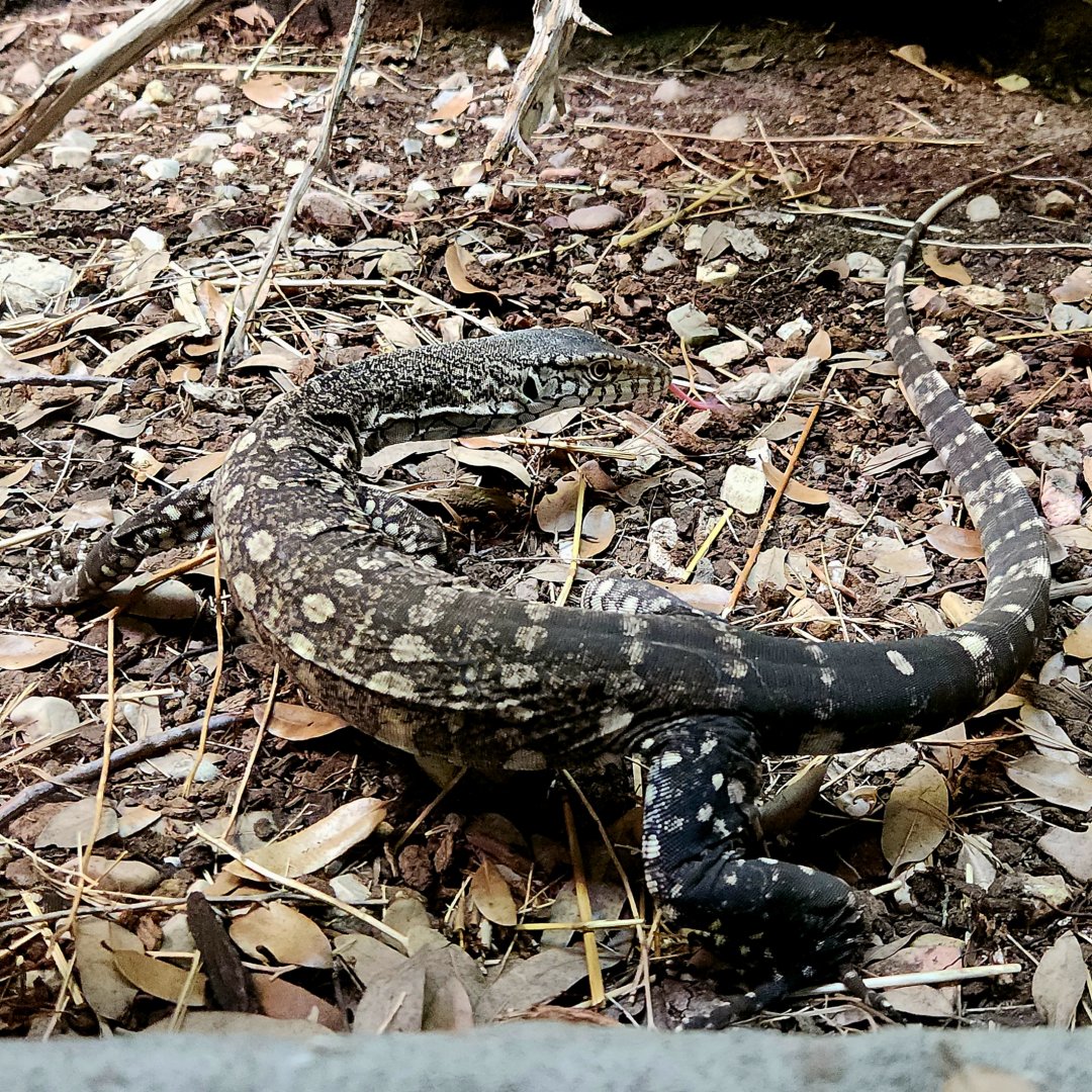 Perentie (Varanus giganteus)