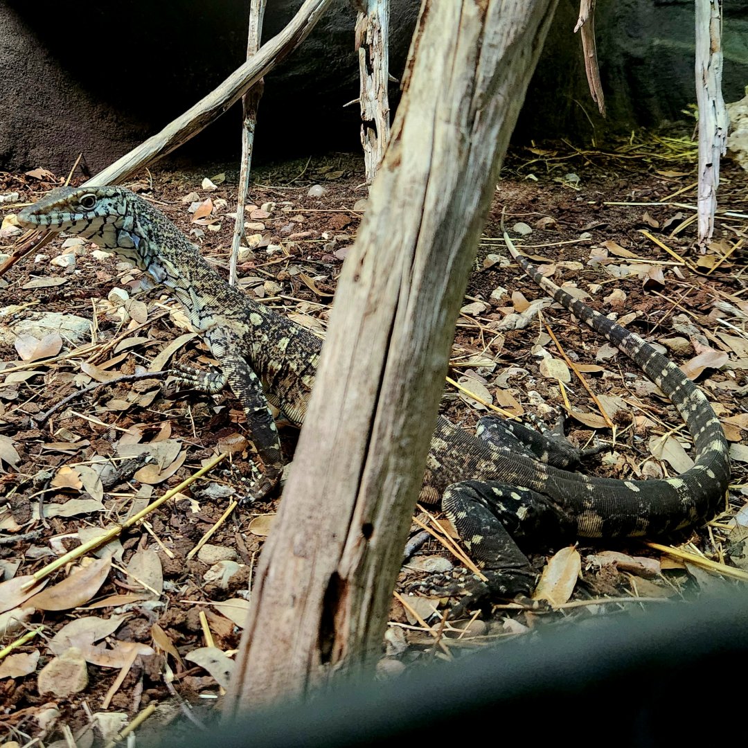Perentie (Varanus giganteus)
