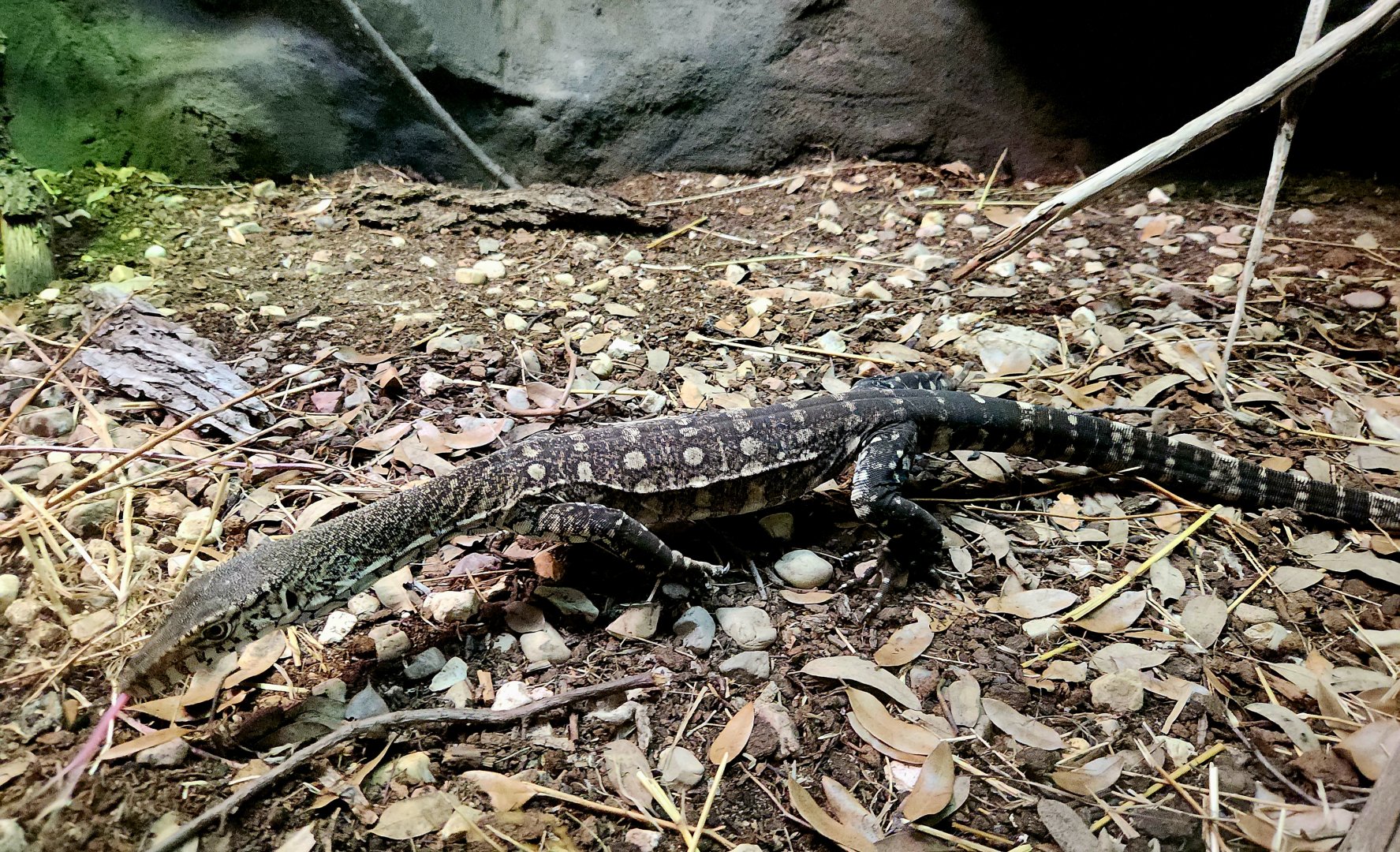 Perentie (Varanus giganteus)