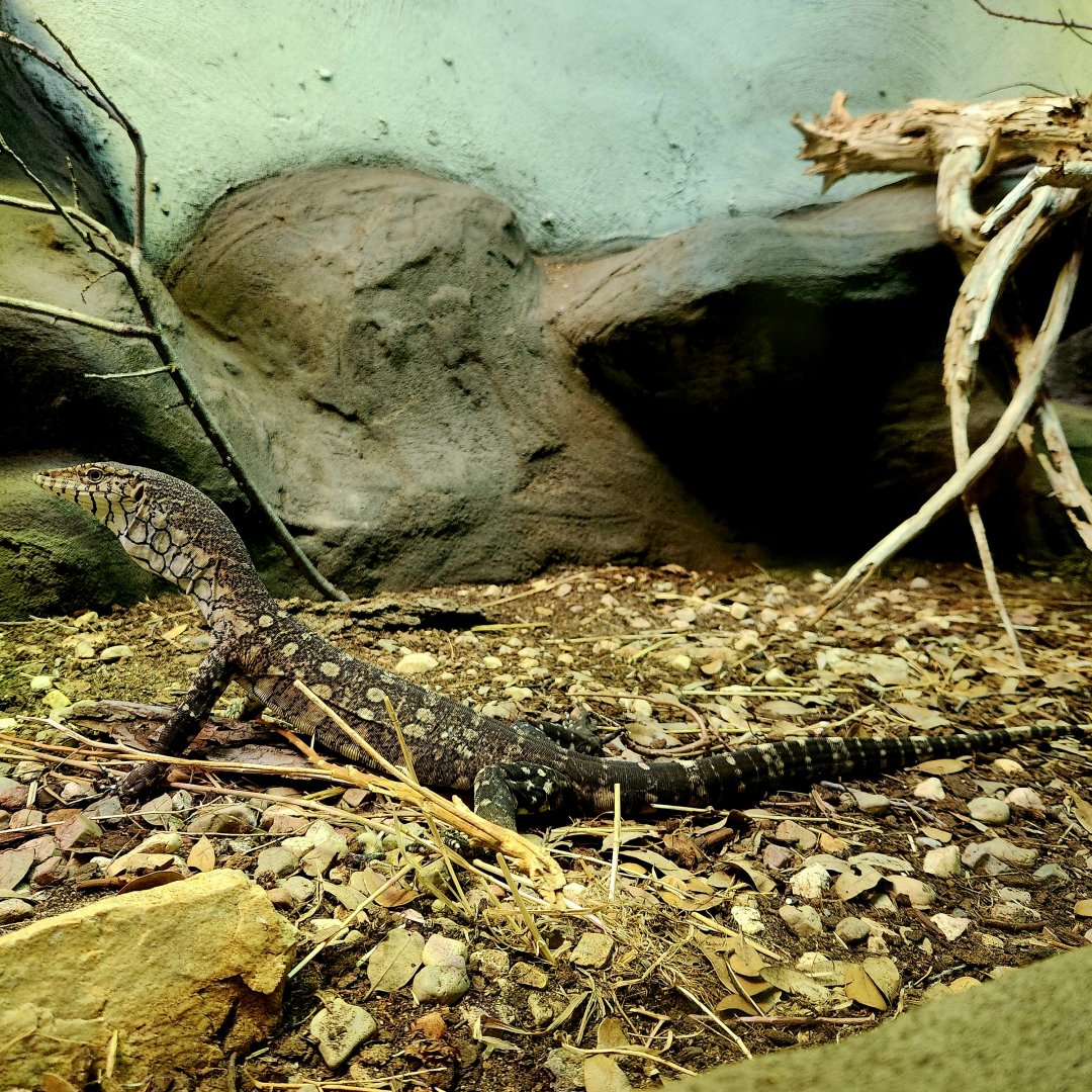 Perentie (Varanus giganteus)
