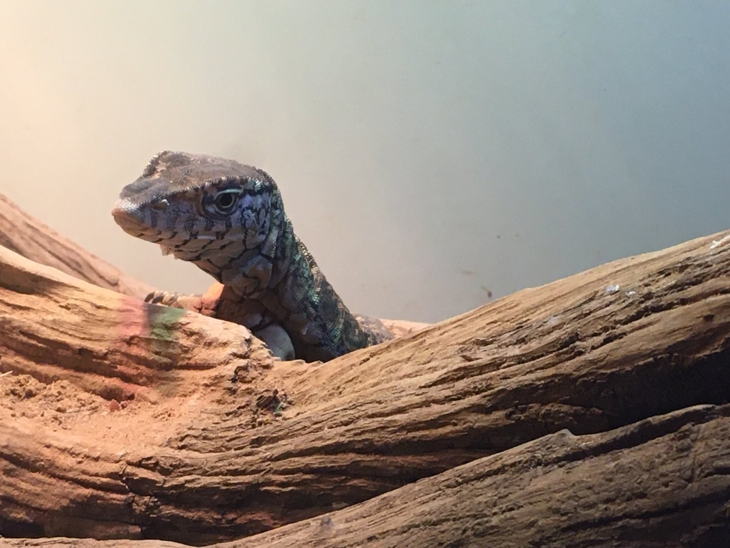 Perentie (Varanus giganteus)