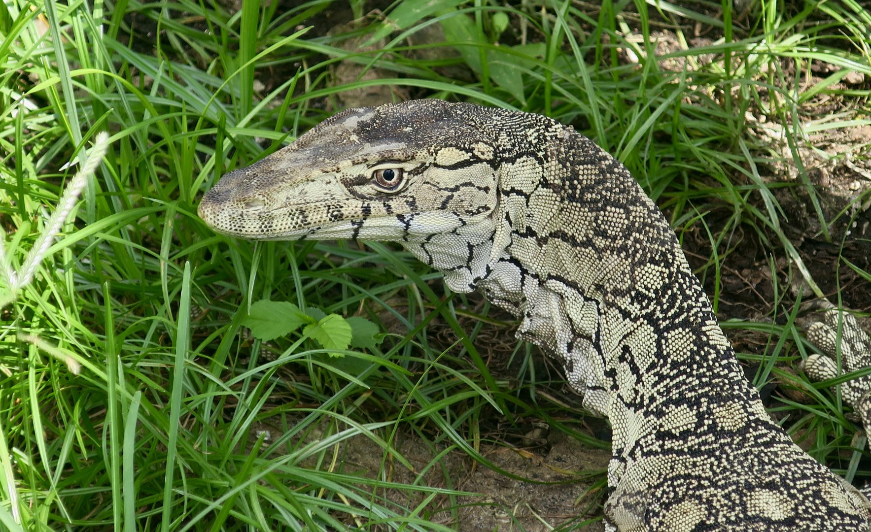 Perentie (Varanus giganteus)