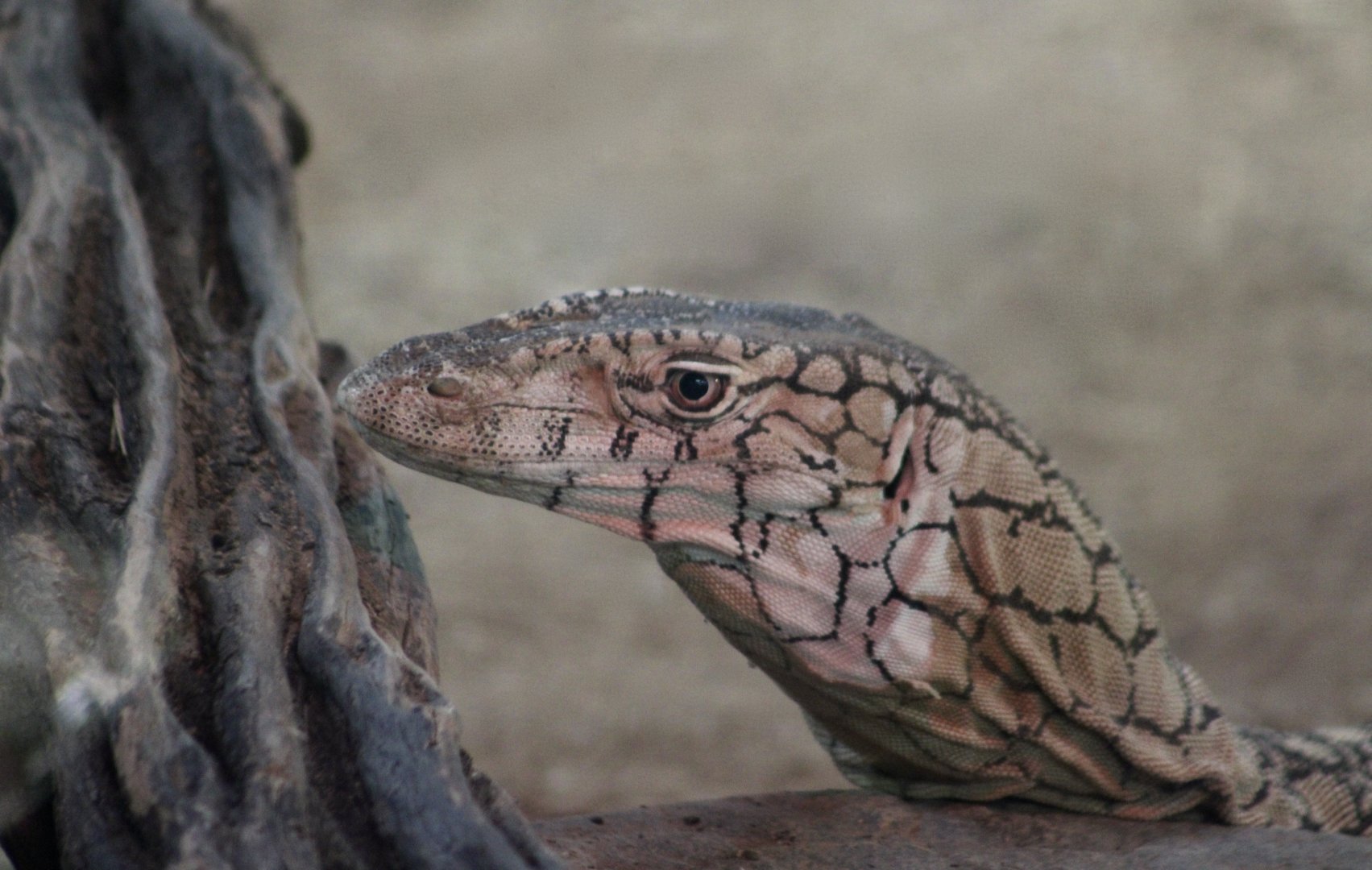 Perentie (Varanus giganteus)