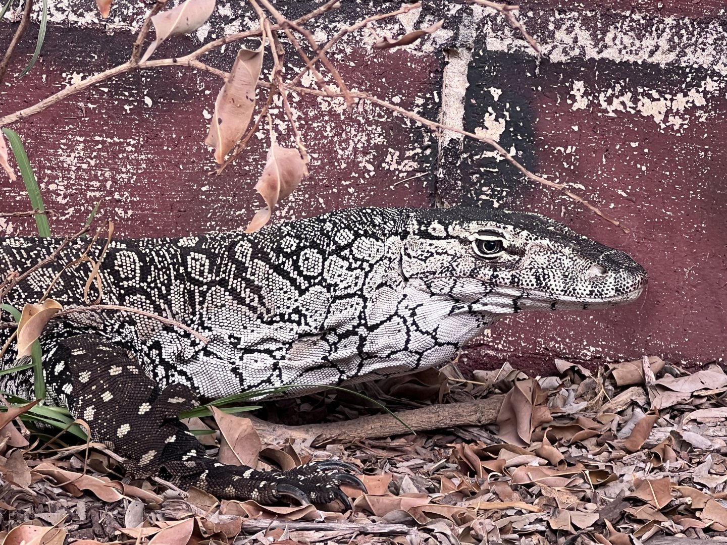 Perentie (Varanus giganteus)