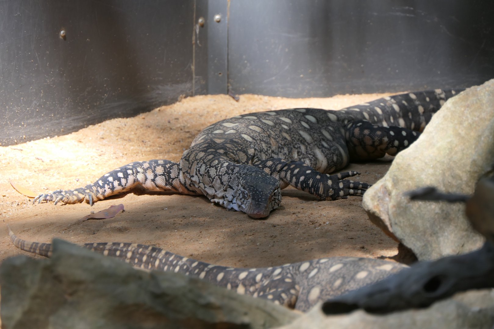 Perentie (Varanus giganteus)