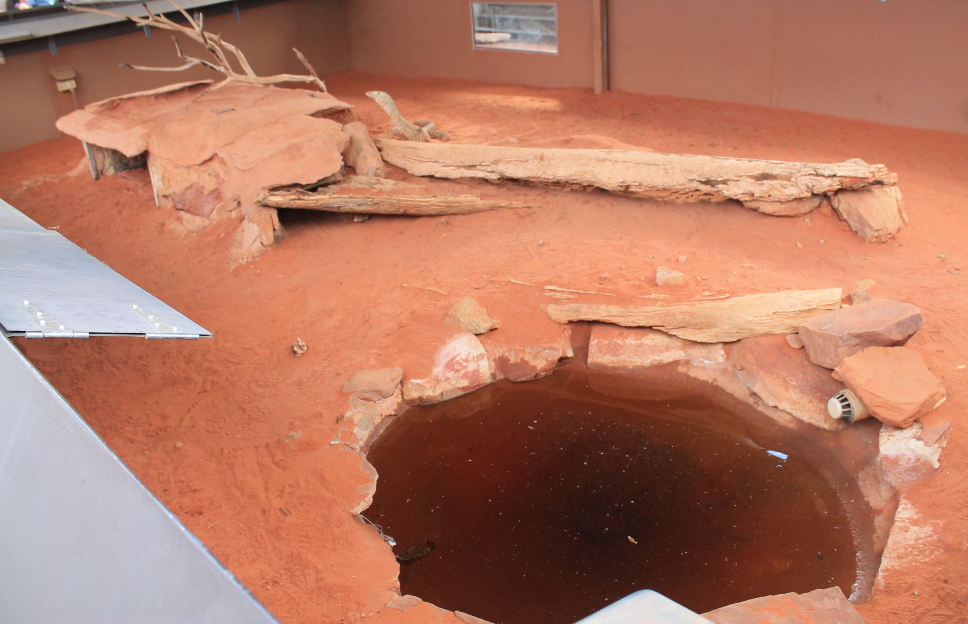 Perentie (Varanus giganteus)