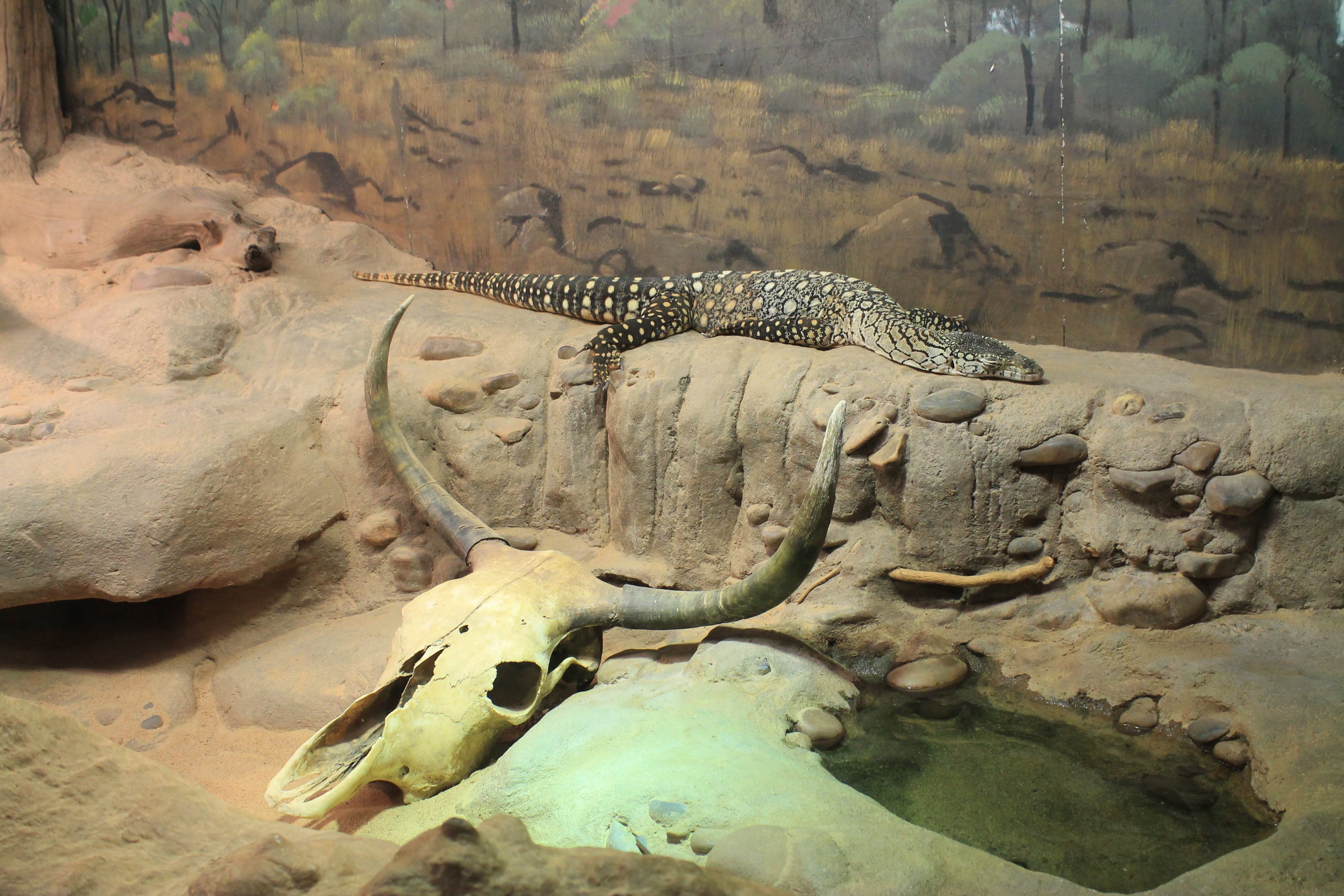 Perentie (Varanus giganteus)