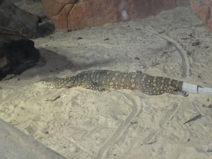 Perentie